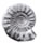 n° 268 :   (Grande ammonite Perisphinctes elephantitus opalisée)