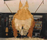 Classified n 14 :  TAMARA (La papillonne)